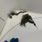 Bathroom Tub is Not Draining in Lakewood