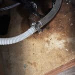 Mouse Ate Through the Dishwasher Drain Hose and Maybe Another Pipe in Denver